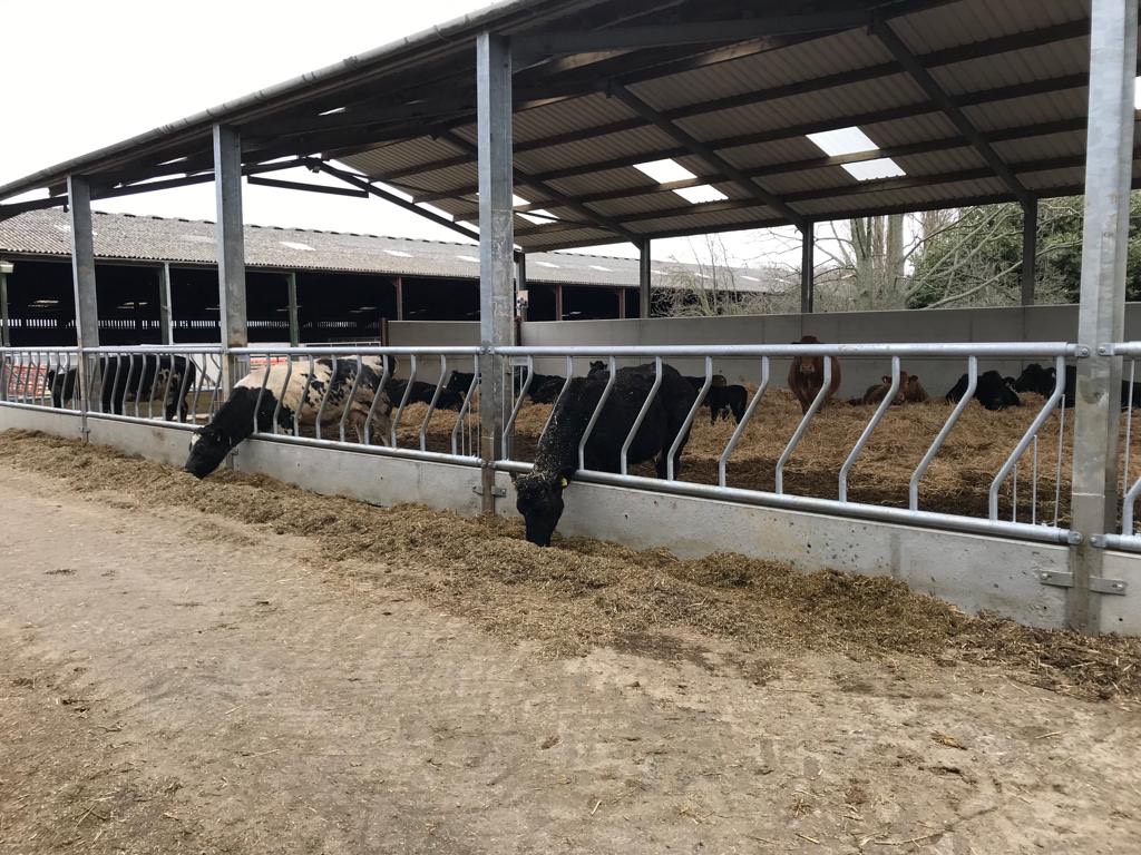 Condon Engineering fixed cattle feed barriers