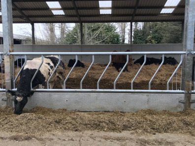 Condon Engineering fixed cattle feed barriers